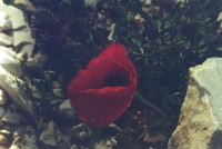 http://www.virguleflottante.com/files/gimgs/th-69_Juin_2025 (21).jpg
